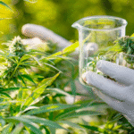 The Green Revolution of Dispensary Cannabis