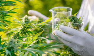 The Green Revolution of Dispensary Cannabis