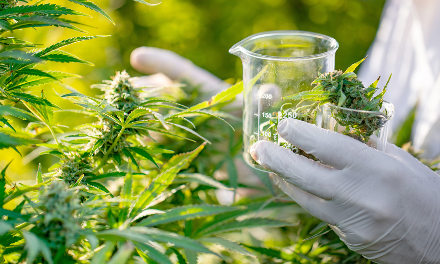 The Green Revolution of Dispensary Cannabis